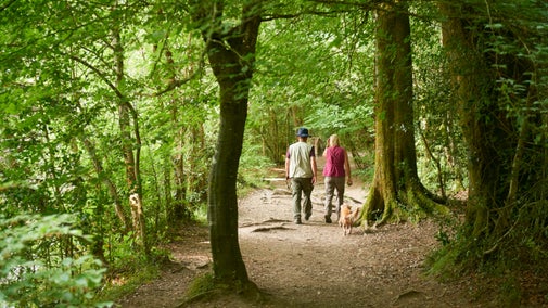 The backs of a man and a woman as they are walking along a woodland path in summer. A golden retriever dog follows closely behind